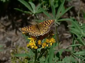 Speyeria zerene in der William O. Douglas Wilderness