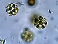 Sphaerocystis schroeteri