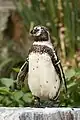 Humboldtpinguin (Spheniscus humboldti)