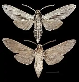Sphinx dollii