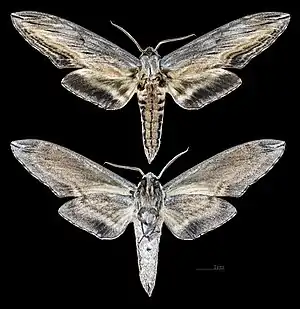 Sphinx franckii