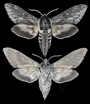 Sphinx gordius