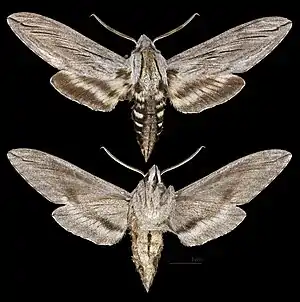Sphinx libocedrus