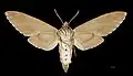 Sphinx pinastri ♀ △