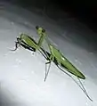 Männchen bei Nacht
