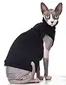 Sphynx-Katze mit infolge der Qualzucht erforderlicher Bekleidung