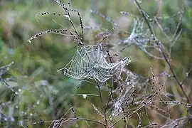 Spinnennetz mit Tau im Auried