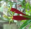 Spigelia marilandica