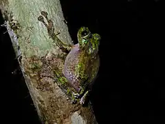Spinomantis aglavei