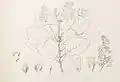 Spiraeanthemum samoense