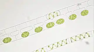 Konjugation bei der Spirogyra