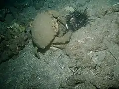 Dromidiopsis dormia beim Verzehr eines Seeigels