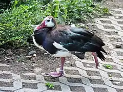 Sporngans