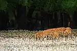 Beispielbild Satchari-Nationalpark
