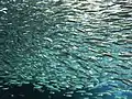 Pazifische Sardinen (Sardinops sagax melanosticus)