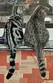 Classic und Spotted Tabby