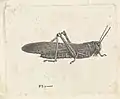 Heuschrecke