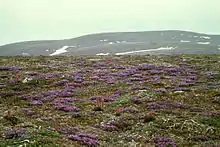 Tundra auf St. Matthew mit der Purpur-Spitzkiele (Oxytropis nigrescens)