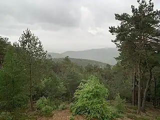 Gimmeldinger Tal vom Stabenberg aus