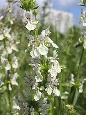 Aufrechter Ziest (Stachys recta)
