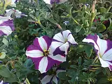 2010 Garten-Petunie „Lena Amarena“