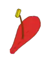Staubblatt angewachsen an ein Blütenblatt (epipetal)