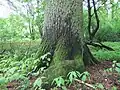 Stammbasis der Alteiche am Nachtigallenweg