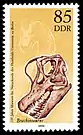 1990 Brachiosaurus Schädel