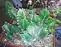 Stapelia clavicorona