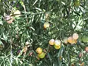 Gewöhnliches Afrogelbholz (Keine Frucht; nur Epimatium)
