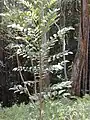 Junger Baum