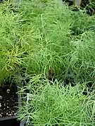 Dill (auch Samen)