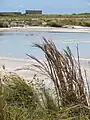 Andropogon virginicus