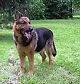 Deutscher Schäferhund