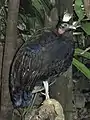 Kongopfau (Afropavo congensis)