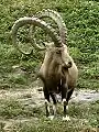 Syrischer Steinbock