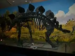 Stegosaurus-Skelett