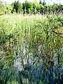 Ostersee-Ach zwischen Ameissee und Stechsee.