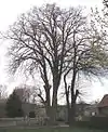 Die Zwillingslinden