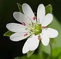 Blüte
