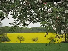 Wälder, Felder und Streuobstwiesen bei der Wilhelmshöhe