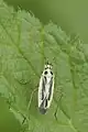 Stenotus binotatus