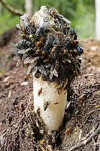 Mit Insekten vollständig bedeckter Kopf.