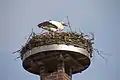 Storchennest an der Straße Am Storchennest
