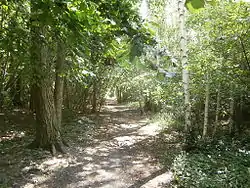 Lübarser Weg im „Birkenwäldchen auf demehemaligen Todesstreifen“ (Waldsteg-Siedlung)