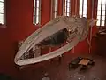 Barten des Finnwals (Balaenoptera physalus) im Meeresmuseum Stralsund