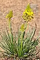 Bulbine narcissifolia