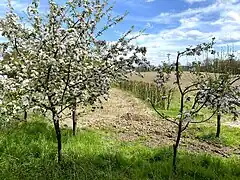 Strauchecke und blühende Obstbäume in Dörpholz