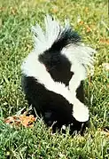 Breiter Aalstrich beim Skunk