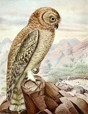 Omankauz (Strix butleri)